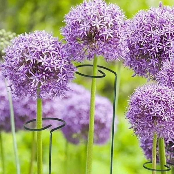 6 Pcs Garden Plants Support Stakes- Sturdy Metal Construction for Strong and Healthy Garden Plants - Detailed Feature View 1