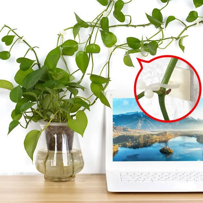 30 Pcs Vine Plant Climbing Clips – Large Invisible Wall Hooks for Plant Support & Binding - Detailed Feature View 7