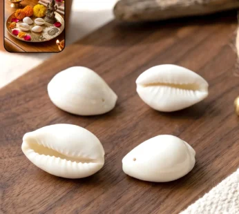 Natural Kaudi Cowrie Shells (4 Pc, Mix Size)