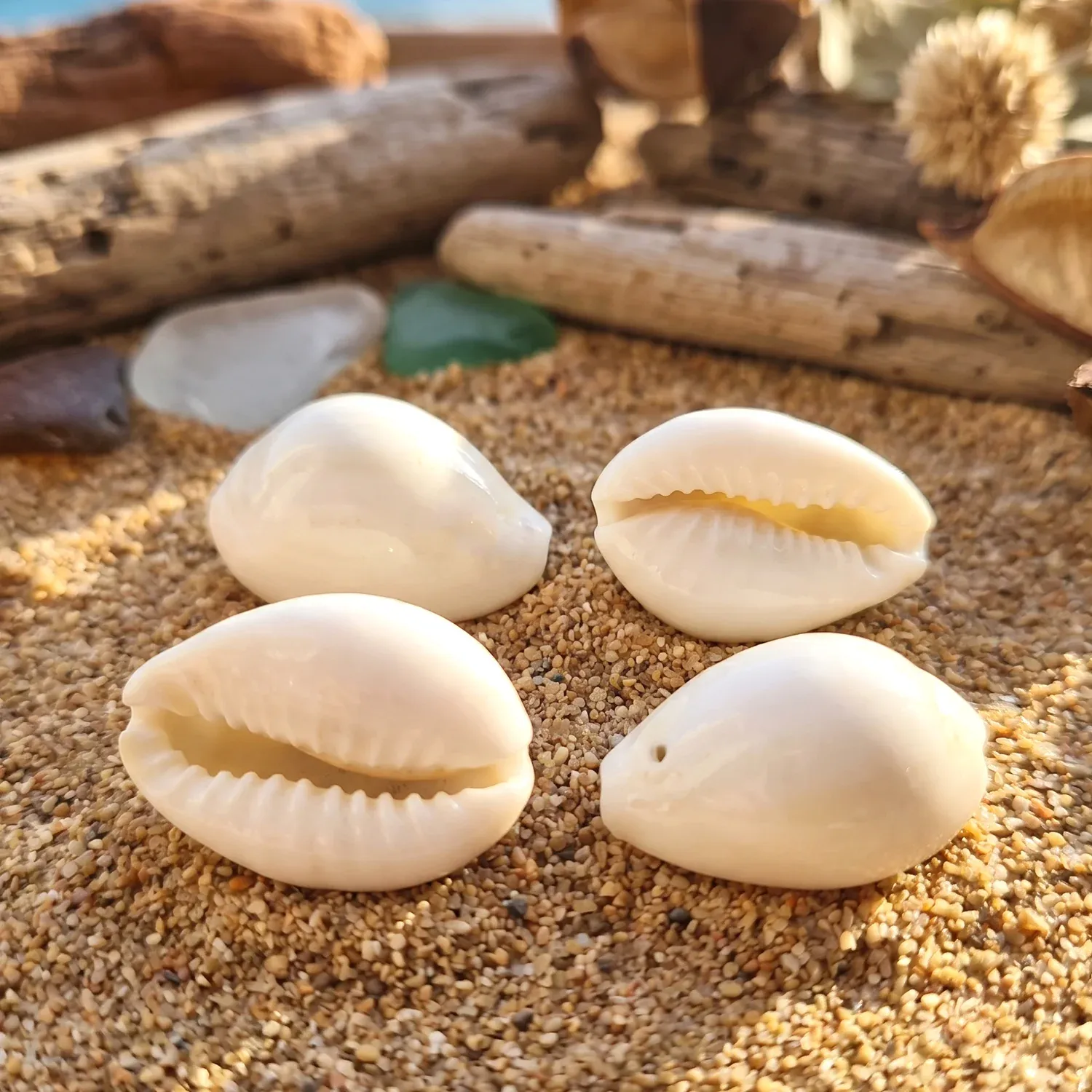 Natural Kaudi Cowrie Shells (4 Pc, Mix Size) - Detailed Feature View 6