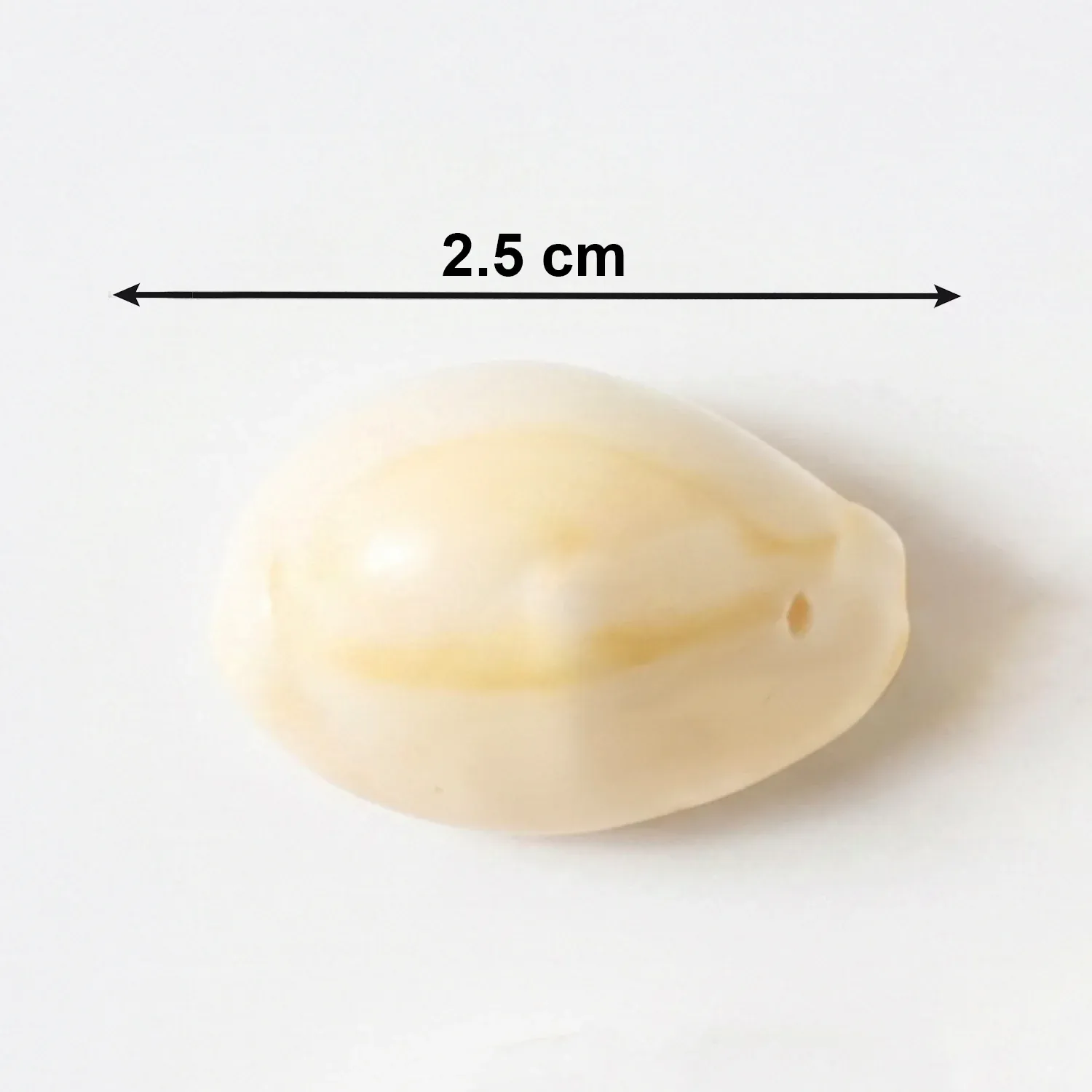 Natural Kaudi Cowrie Shells (4 Pc, Mix Size) - Detailed Feature View 5