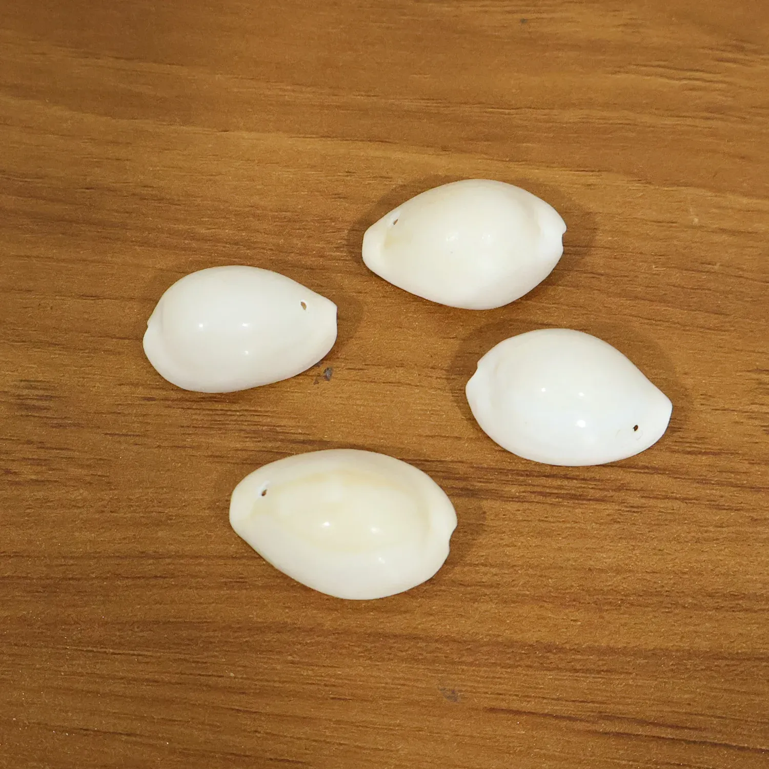 Natural Kaudi Cowrie Shells (4 Pc, Mix Size) - Detailed Feature View 8