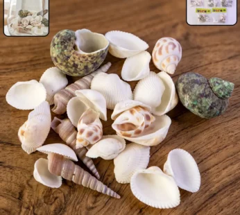 Natural Decorative Sea Shells Set (1 Set)