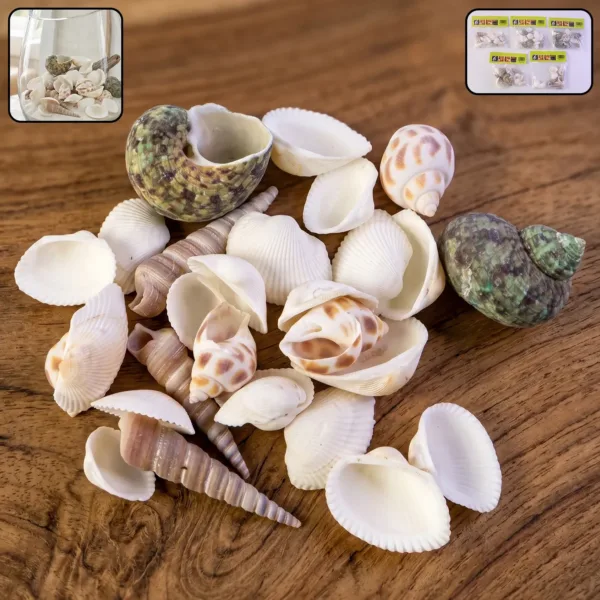 Natural Decorative Sea Shells Set (1 Set)