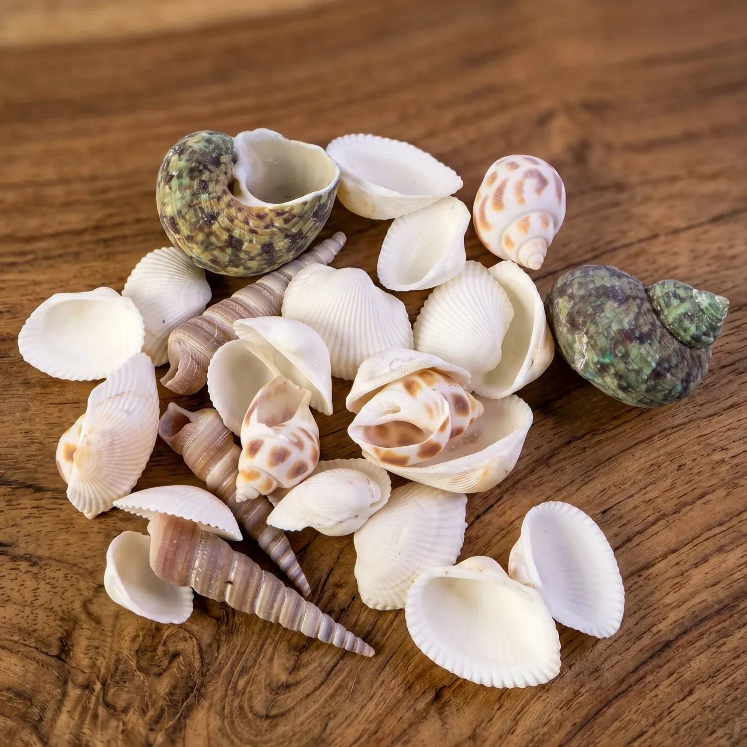 Natural Decorative Sea Shells Set (1 Set) - Detailed Feature View 6