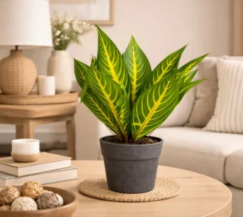 Artificial Decorative Tabletop Plant with Pot for Home & Office Décor