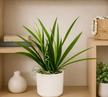 Artificial Indoor Tabletop Plant in Decorative Pot for Home & Office Décor