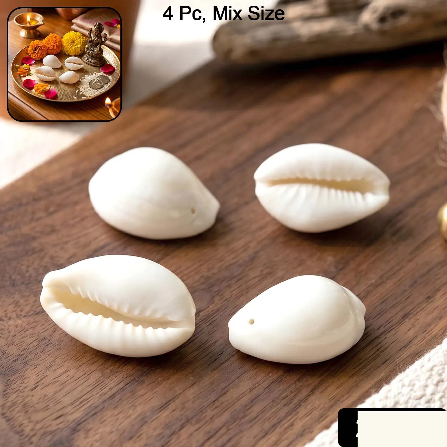 Natural Kaudi Cowrie Shells (4 Pc, Mix Size) - Detailed Feature View 1