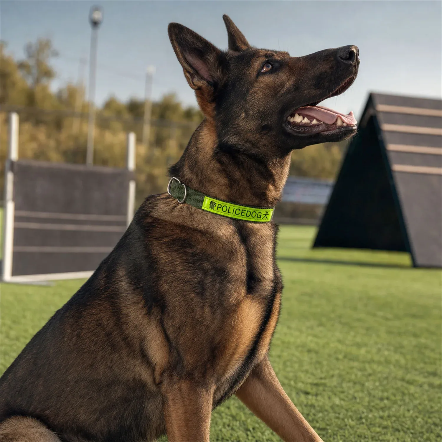 Heavy Duty Nylon Dog Collar – Reflective & Adjustable for Active Dogs - Detailed Feature View 3