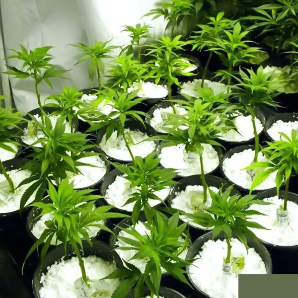 Perlite Soil Conditioner – Enhances Root Growth & Drainage | Indo Glow