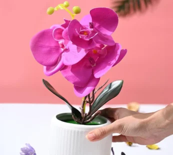 Orchid Flowers With White Pot
