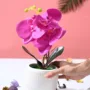 Premium Orchid Flowers With White Pot - Buy Online at Alikart