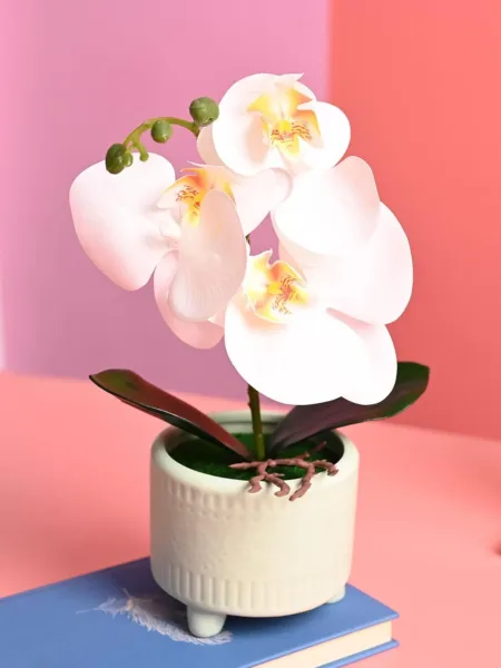 White Orchid Flowers With Green Pot – Indoor Office Plants