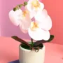 Premium White Orchid Flowers With Green Pot - Indoor Office Plants - Buy Online at Alikart