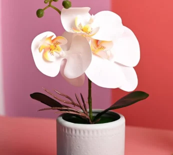 White Orchid Flowers With Green Pot – Table Top Plants