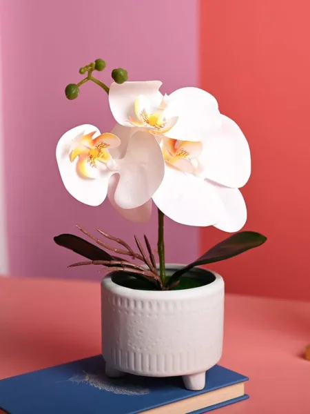 White Orchid Flowers With Green Pot – Table Top Plants