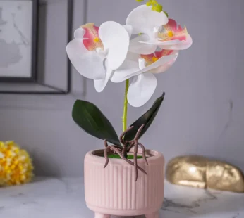 White Orchid Flowers With Pink Wide Pot