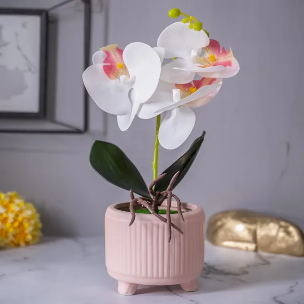 White Orchid Flowers With Pink Wide Pot