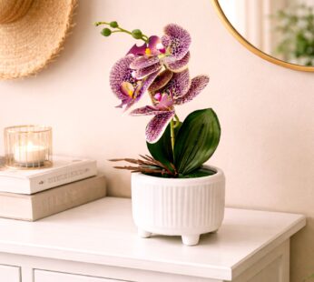 Pink & Purple Orchid Flowers With White Pot
