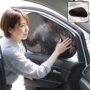 Premium Universal Car Side Window Sun Shade Protector with Suction Cups - UV Blocking Heat Reducer - Buy Online at Alikart